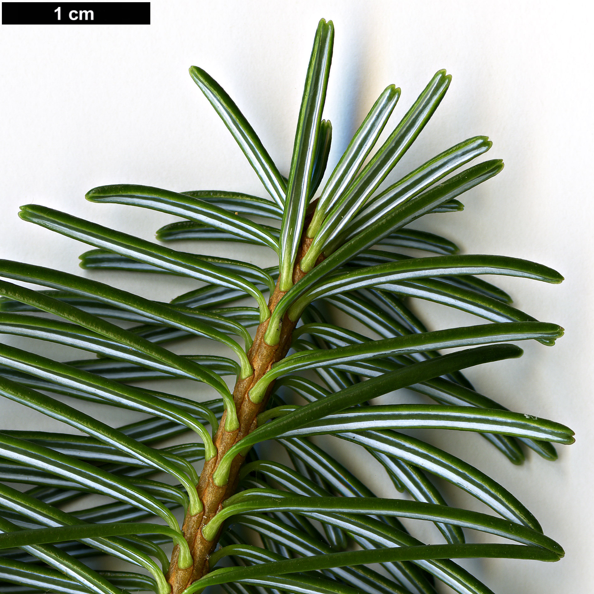 High resolution image: Family: Pinaceae - Genus: Abies - Taxon: delavayi - SpeciesSub: subsp. fansipanensis